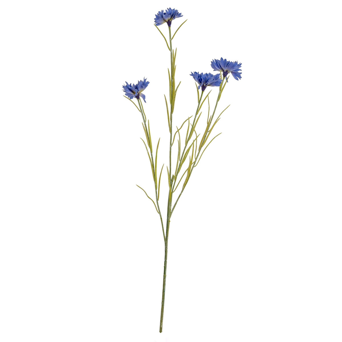 Blue Cornflower Stem – alternate view 2