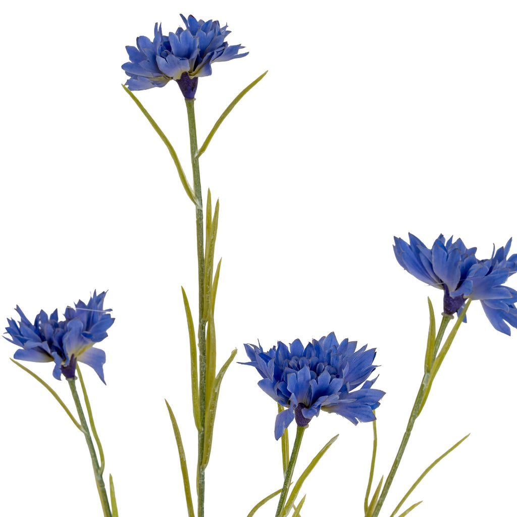 Blue Cornflower Stem – alternate view 3