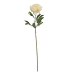 Large Buttermilk Double Peony Stem – alternate view 2