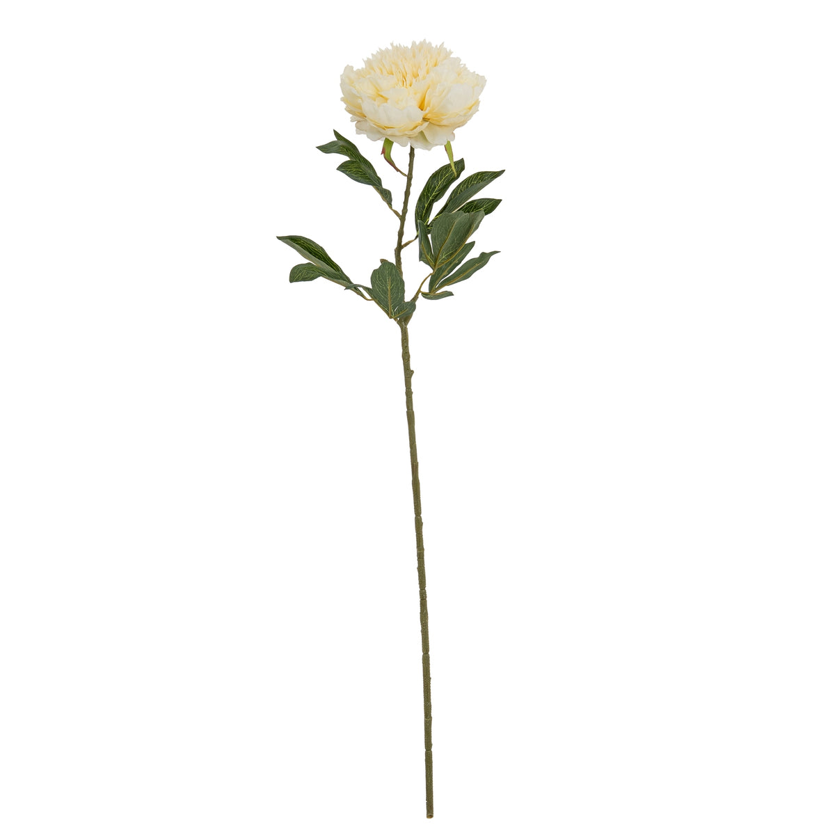 Large Buttermilk Double Peony Stem – alternate view 2