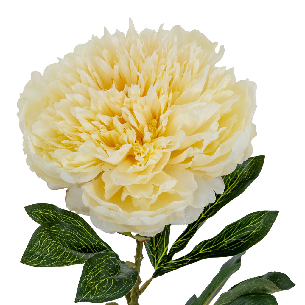 Large Buttermilk Double Peony Stem – alternate view 3