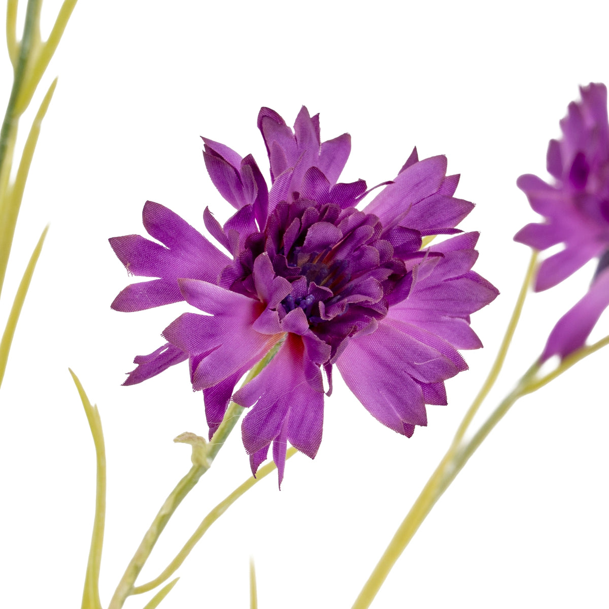 Purple Cornflower Stem – alternate view 3