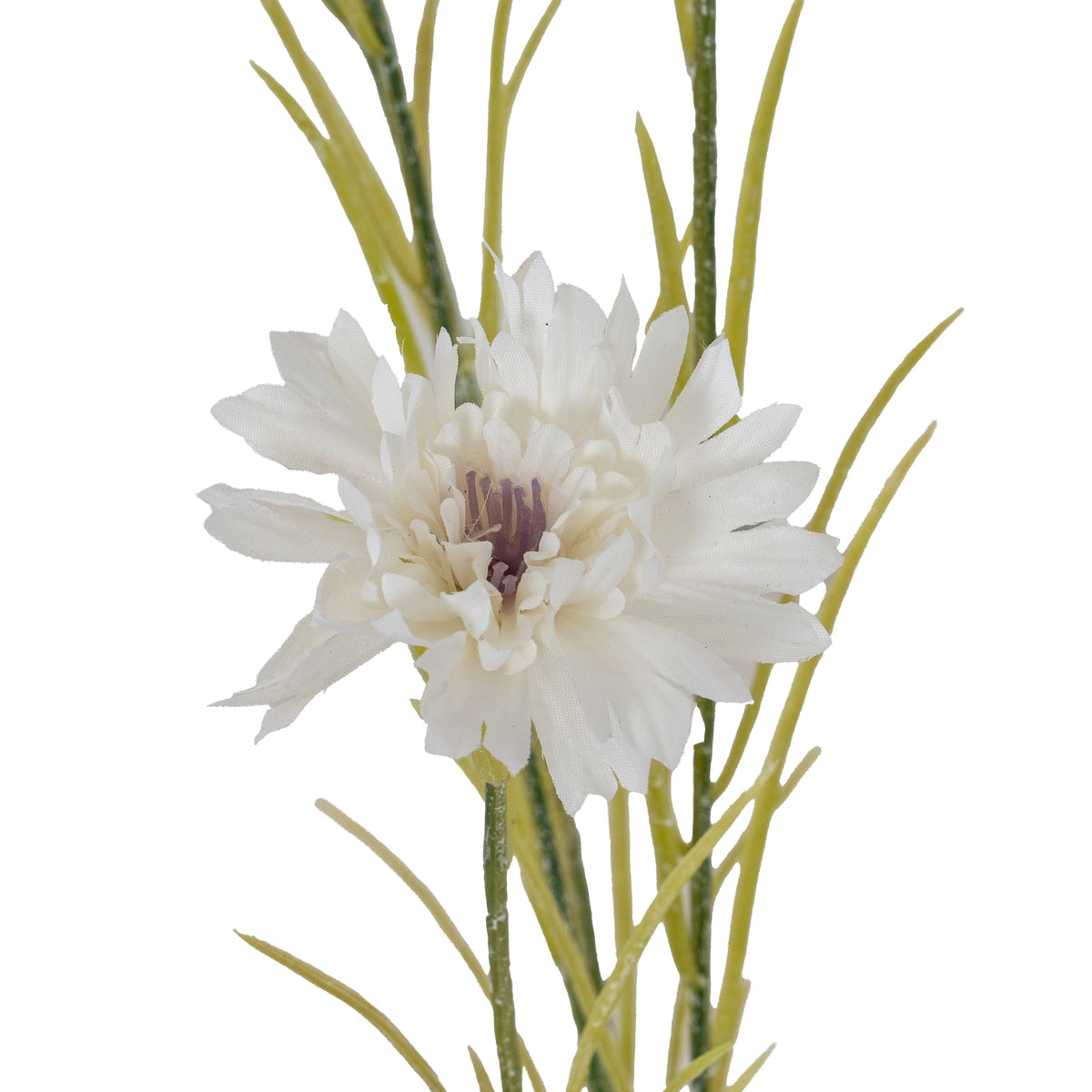 White Cornflower Stem – alternate view 3