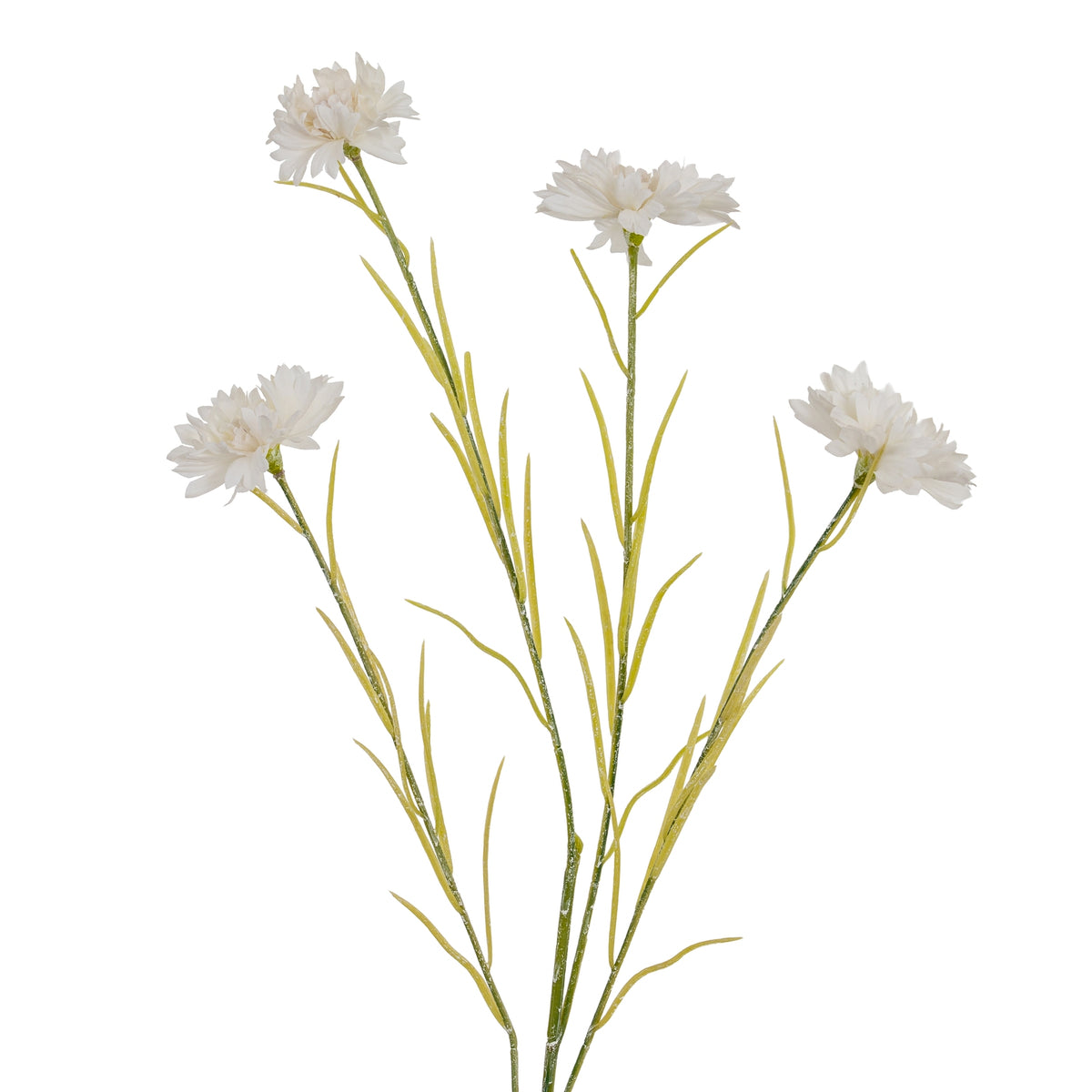 White Cornflower Stem