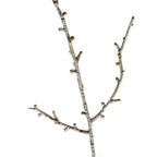 Snowy Winter Woodland Branch – alternate view 2
