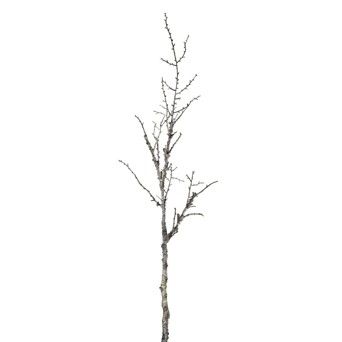 Snowy Winter Woodland Branch