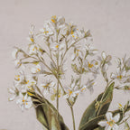 Flora & Fauna Collection White Wildflower on Linen in Frame