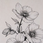 Sketchbook Hellebore in Frame