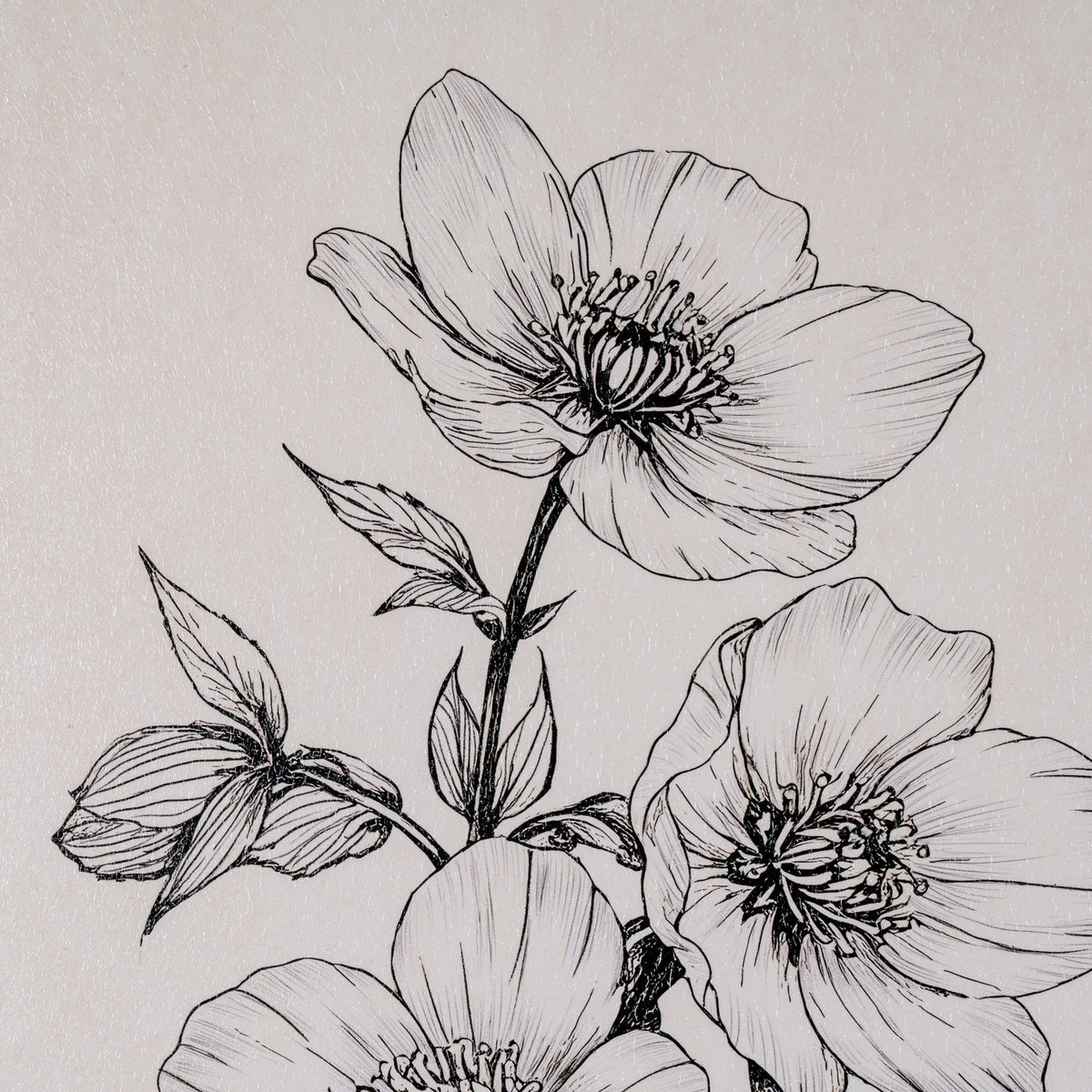 Sketchbook Hellebore in Frame